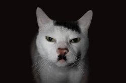 Angry German Cat Meme Template