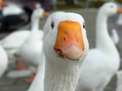 Goose message Meme Template