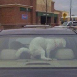 Chrisjoines1 Meme Template