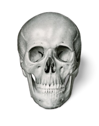 Skull Meme Template