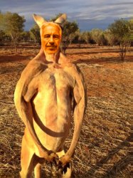 Kangaroo Jeff Meme Template