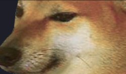 cheems close up Meme Template