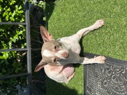 chihuahua side-eyeing you Meme Template