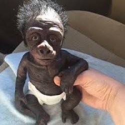 baby gorilla Meme Template