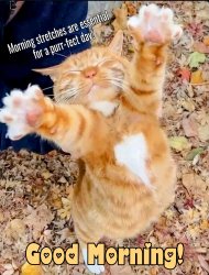 Purrfect Morning Meme Template