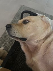 Dog Got Neutered But Can Still Hear Meme Template