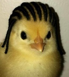 rasta chicken Meme Template