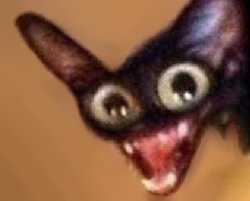 Kitty crashout Meme Template