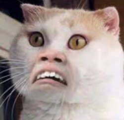 Funny cat Meme Template