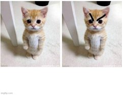 angry kitten Meme Template
