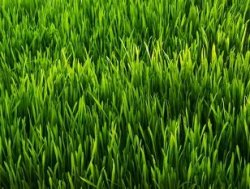 touch grass? Meme Template