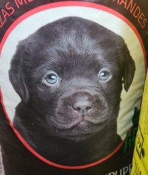 Doggo 2.0 Meme Template