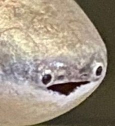 fish Meme Template
