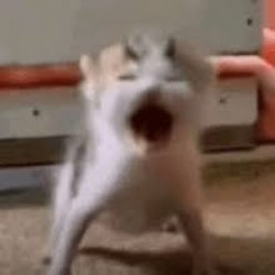 Cat screaming Meme Template