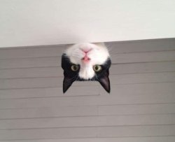 Chrisjoines1 Meme Template