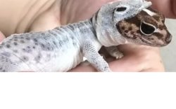 Shedding skin Meme Template