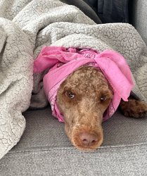 Not Tonight Dear! Meme Template