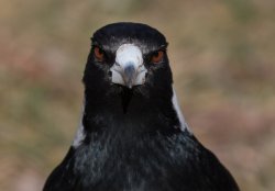 Aussie Magpie in Spring Meme Template