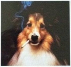 Confused Collie (Smoking) Meme Template