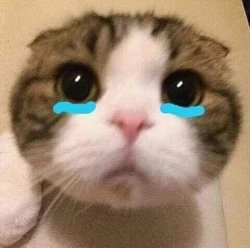 cry cat Meme Template