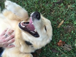 Happy Doggo Meme Template
