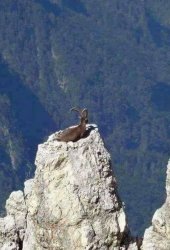Goat leave me alone Meme Template