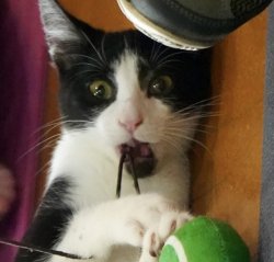 What if cat Meme Template