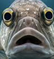 fish 1000 yard stare Meme Template