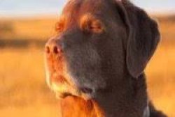 frustrated dog Meme Template
