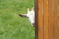 Chrisjoines1 Meme Template