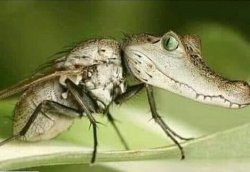 Chrisjoines1 Meme Template