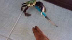 stabbo the crabbo Meme Template