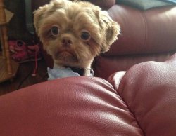 Chrisjoines1 Meme Template