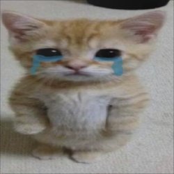 sad cooking cat Meme Template