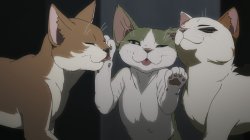 Anime cat Meme Template