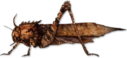 Giant Locust 2 Meme Template
