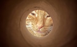 Orange cat through toilet paper roll Meme Template