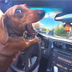 Dog driving Meme Template