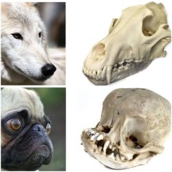 Wolf vs. Pug Meme Template