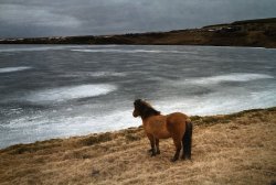 Annoyed tiny horse Meme Template