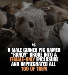 Randy the Guinea Pig Meme Template