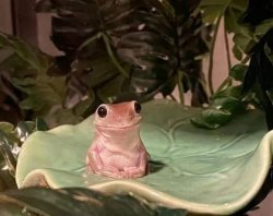 Frog Meme Template