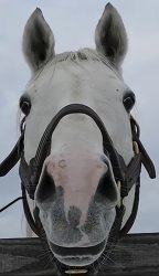 Goldship Stare Meme Template