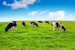 Cows in field Meme Template