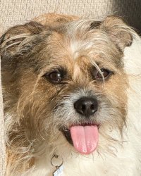 cutedog Meme Template