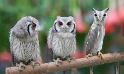 white-faced owl meme Meme Template