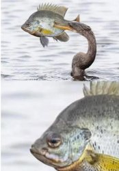 Sad fish Meme Template