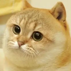 CATE Meme Template
