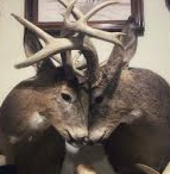 me and who (deer, gay) Meme Template
