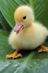 Menacing Name Baby Duck Meme Template
